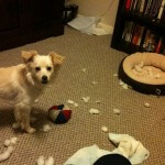 Rocky Destroys Toys